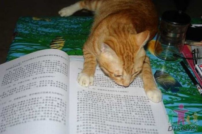 Reading Cat (14 pics)