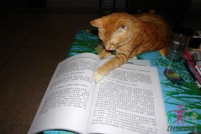 Reading Cat (14 pics)