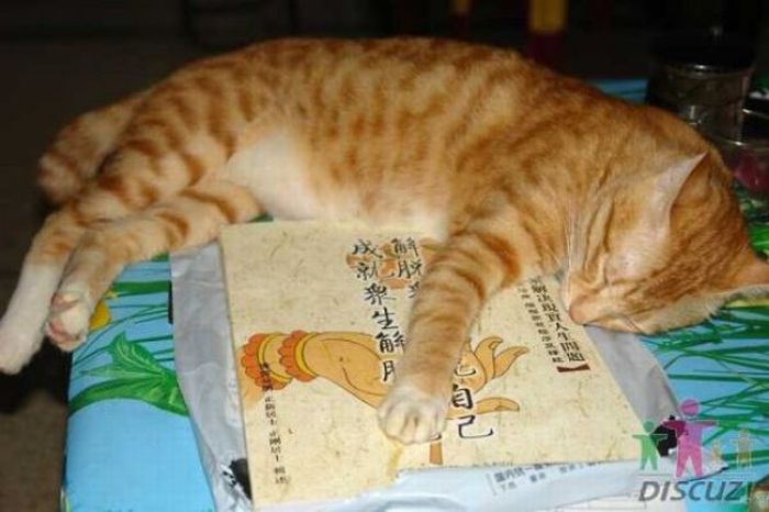 Reading Cat (14 pics)