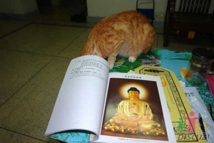 Reading Cat (14 pics)