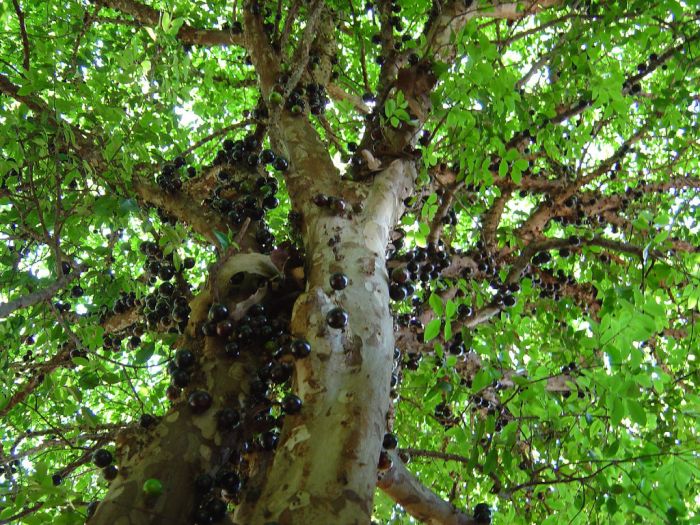 Jabuticaba – The Tree that Fruits on its Trunk (10 pics)