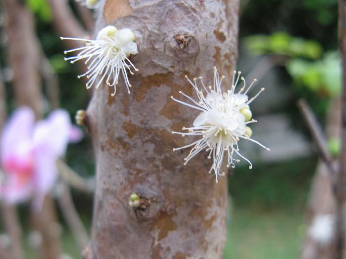 Jabuticaba – The Tree that Fruits on its Trunk (10 pics)
