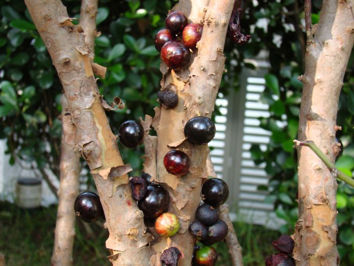 Jabuticaba – The Tree that Fruits on its Trunk (10 pics)