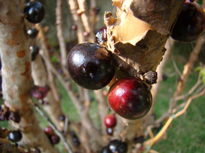 Jabuticaba – The Tree that Fruits on its Trunk (10 pics)