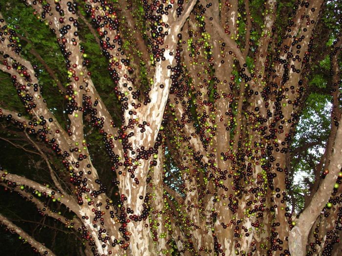 Jabuticaba – The Tree that Fruits on its Trunk (10 pics)