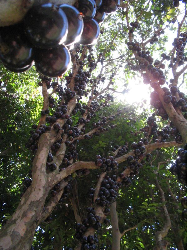 Jabuticaba – The Tree that Fruits on its Trunk (10 pics)