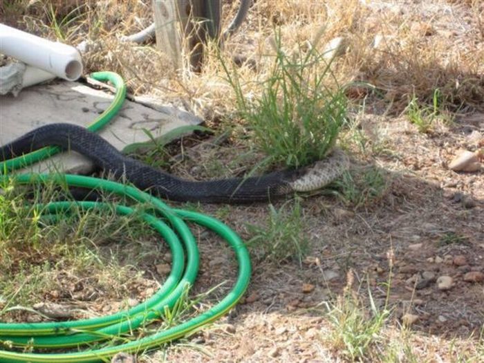 A Snake Ate Another Snake (7 pics)