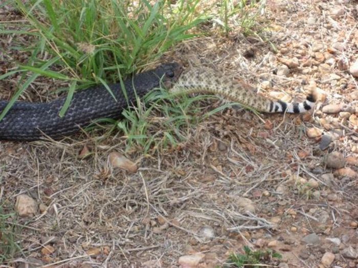 A Snake Ate Another Snake (7 pics)