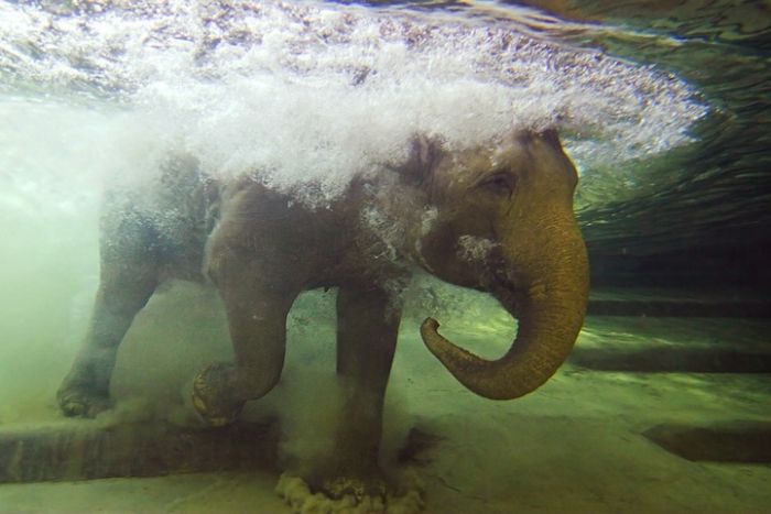 Zoo Animals Captured at the Right Moment (30 pics)