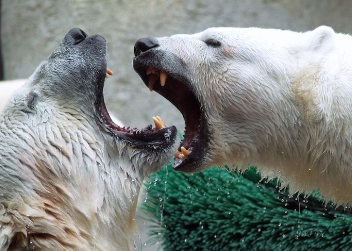 Zoo Animals Captured at the Right Moment (30 pics)