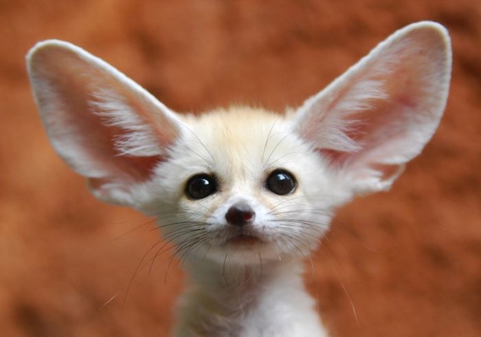 Zoo Animals Captured at the Right Moment (30 pics)