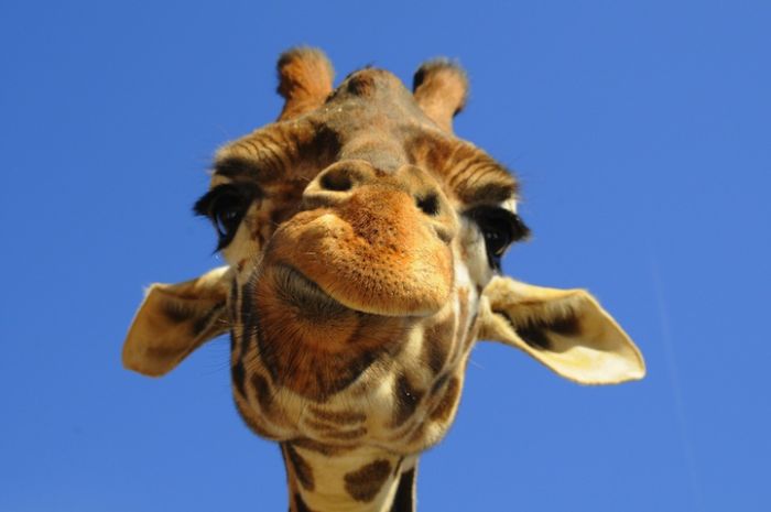 Zoo Animals Captured at the Right Moment (30 pics)