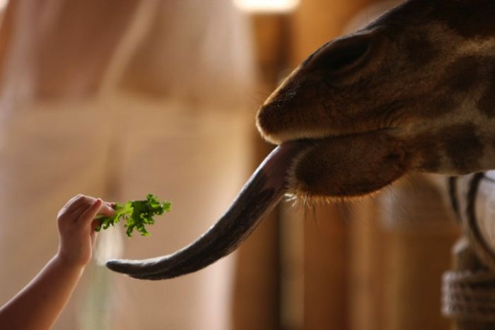 Zoo Animals Captured at the Right Moment (30 pics)