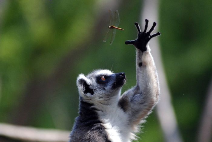 Zoo Animals Captured at the Right Moment (30 pics)