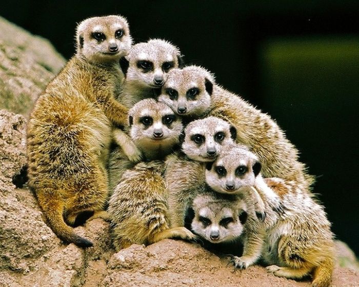 Zoo Animals Captured at the Right Moment (30 pics)