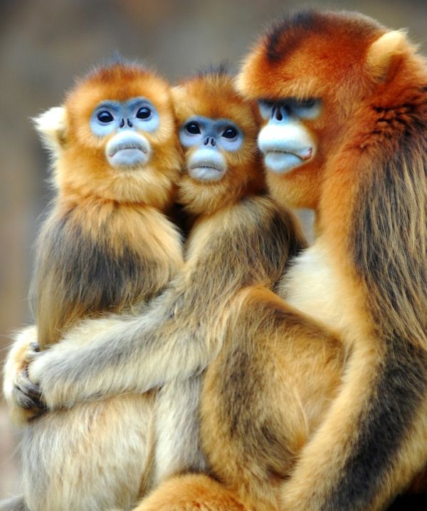 Zoo Animals Captured at the Right Moment (30 pics)