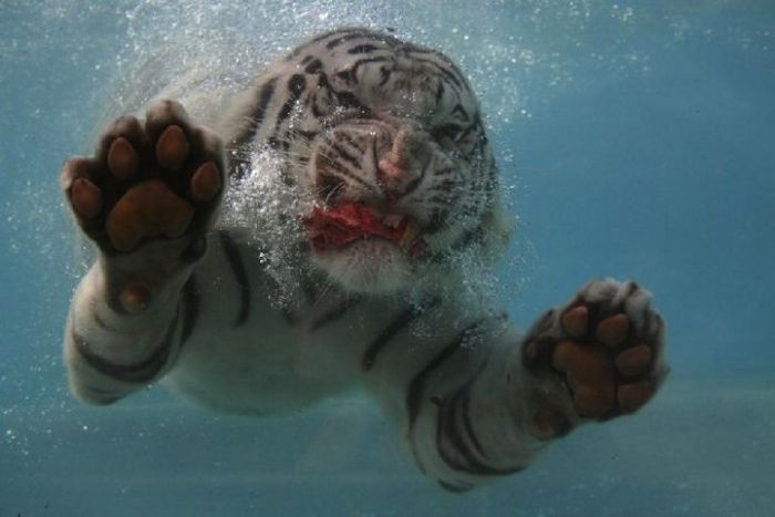 Zoo Animals Captured at the Right Moment (30 pics)