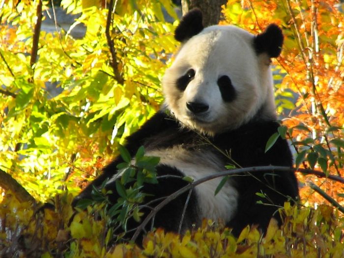 Zoo Animals Captured at the Right Moment (30 pics)