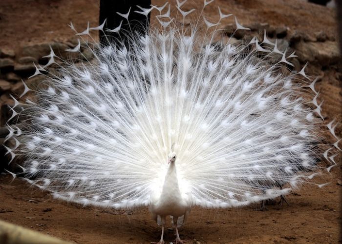 Zoo Animals Captured at the Right Moment (30 pics)