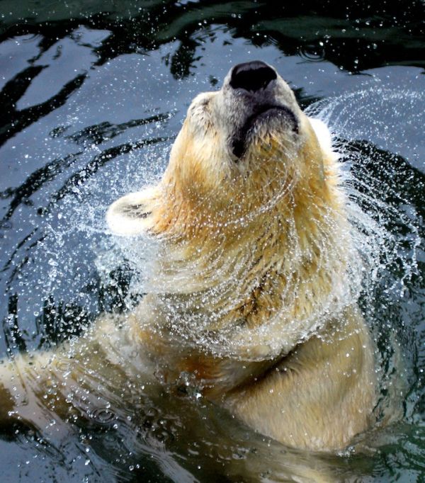 Zoo Animals Captured at the Right Moment (30 pics)