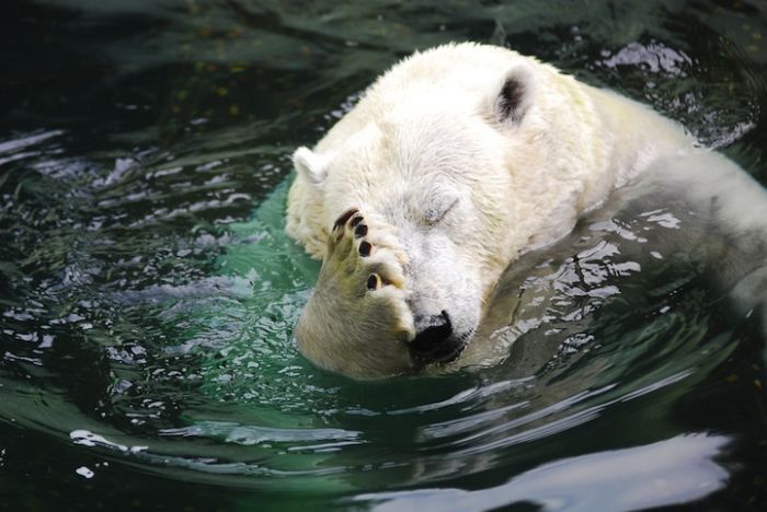 Zoo Animals Captured at the Right Moment (30 pics)