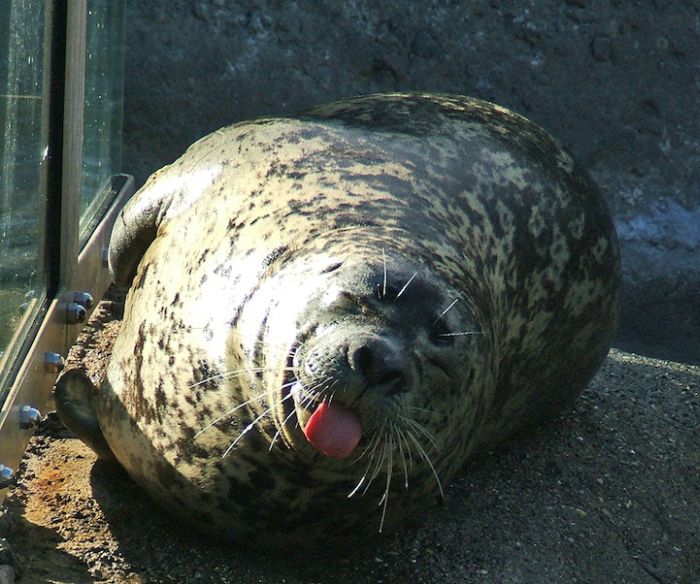 Zoo Animals Captured at the Right Moment (30 pics)