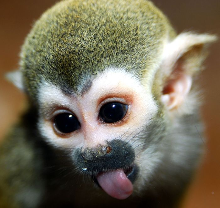 Zoo Animals Captured at the Right Moment (30 pics)
