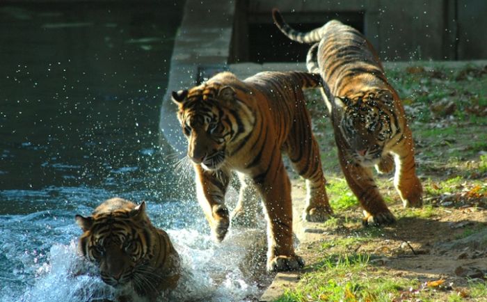 Zoo Animals Captured at the Right Moment (30 pics)