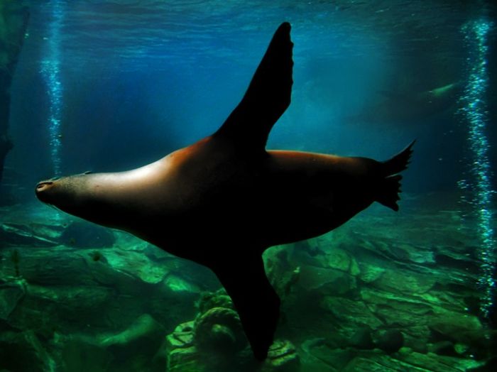 Zoo Animals Captured at the Right Moment (30 pics)