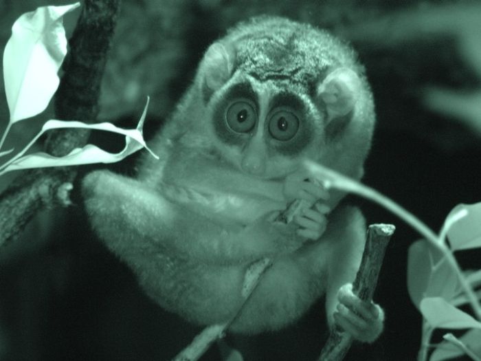 Zoo Animals Captured at the Right Moment (30 pics)