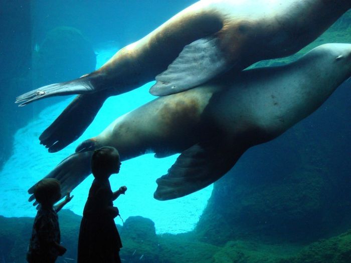 Zoo Animals Captured at the Right Moment (30 pics)