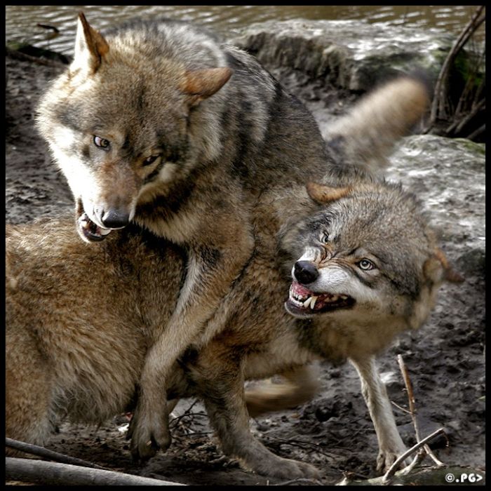 Zoo Animals Captured at the Right Moment (30 pics)