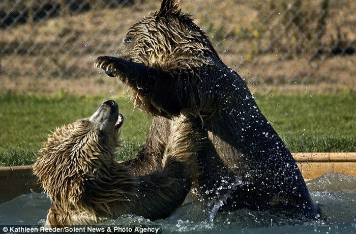 Zoo Keeper Plays with Grizzly Cubs (6 pics)