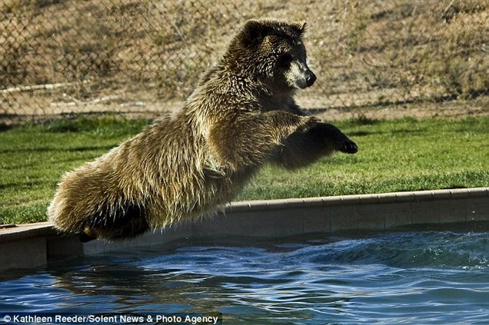 Zoo Keeper Plays with Grizzly Cubs (6 pics)