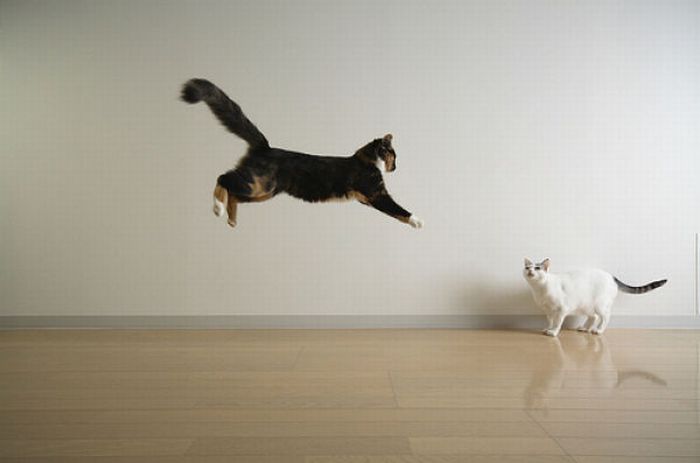 Jumping and Flying Cats (58 pics)