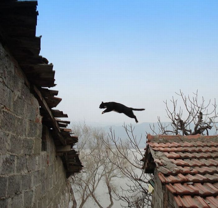 Jumping and Flying Cats (58 pics)