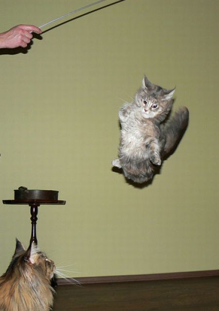 Jumping and Flying Cats (58 pics)