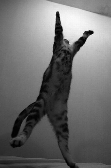 Jumping and Flying Cats (58 pics)