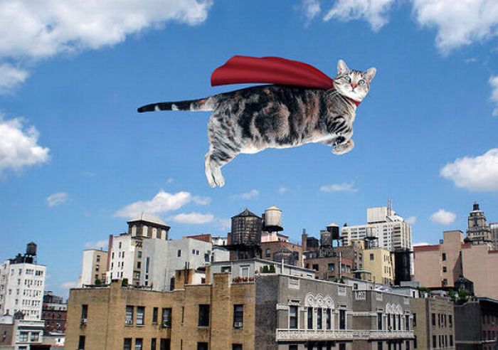 Jumping and Flying Cats (58 pics)