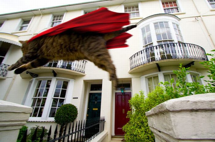 Jumping and Flying Cats (58 pics)