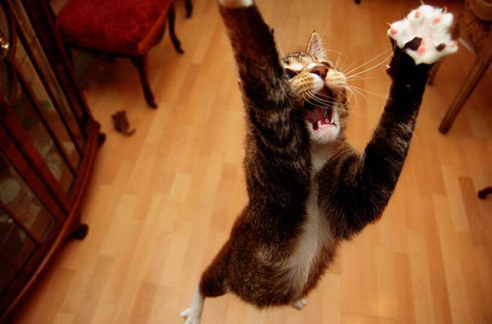 Jumping and Flying Cats (58 pics)