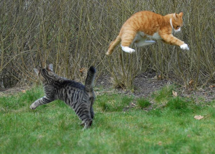 Jumping and Flying Cats (58 pics)