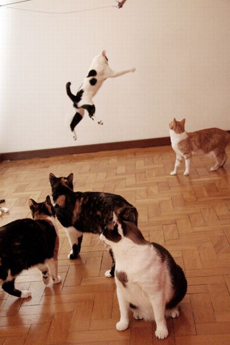 Jumping and Flying Cats (58 pics)