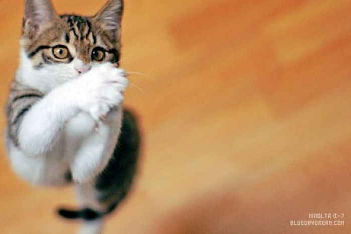 Jumping and Flying Cats (58 pics)