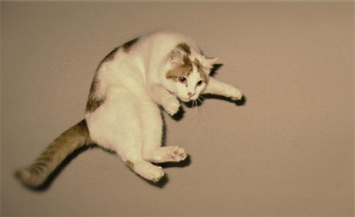 Jumping and Flying Cats (58 pics)