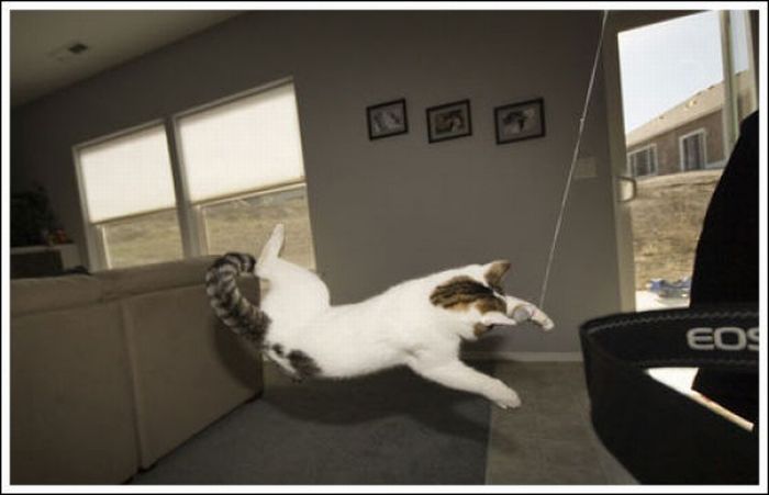 Jumping and Flying Cats (58 pics)