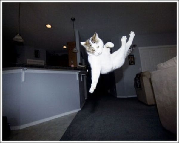 Jumping and Flying Cats (58 pics)