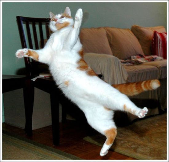 Jumping and Flying Cats (58 pics)