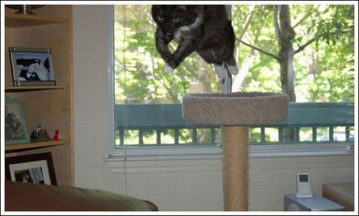 Jumping and Flying Cats (58 pics)