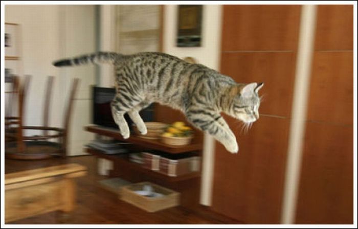 Jumping and Flying Cats (58 pics)